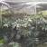 本基地常年供应各种苗木花卉300春羽，质量保证，货源充足