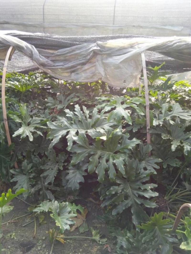 本基地常年供应各种苗木花卉300春羽，质量保证，货源充足