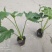 本基地常年供应各种苗木花卉300春羽，质量保证，货源充足