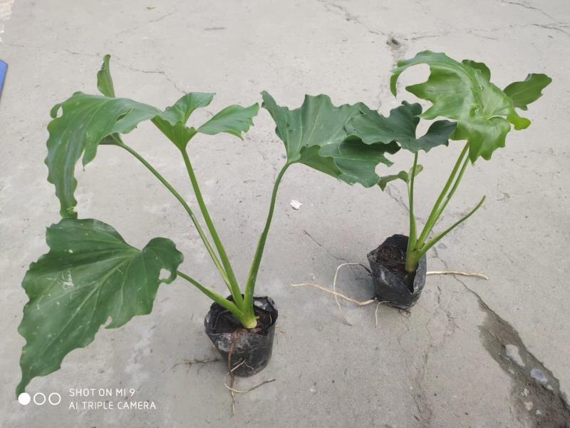 本基地常年供应各种苗木花卉300春羽，质量保证，货源充足