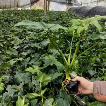 本基地常年供应各种苗木花卉300春羽，质量保证，货源充足