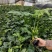 本基地常年供应各种苗木花卉300春羽，质量保证，货源充足