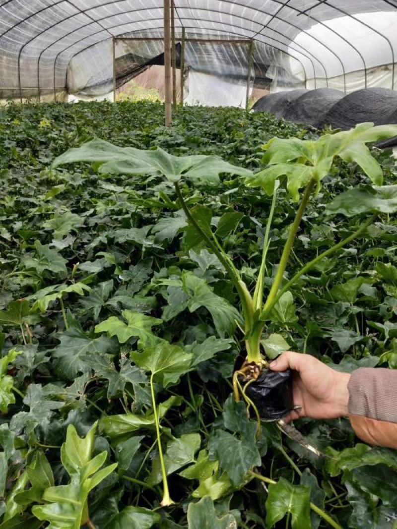 本基地常年供应各种苗木花卉300春羽，质量保证，货源充足
