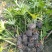 本基地常年供应各种苗木花卉300春羽，质量保证，货源充足