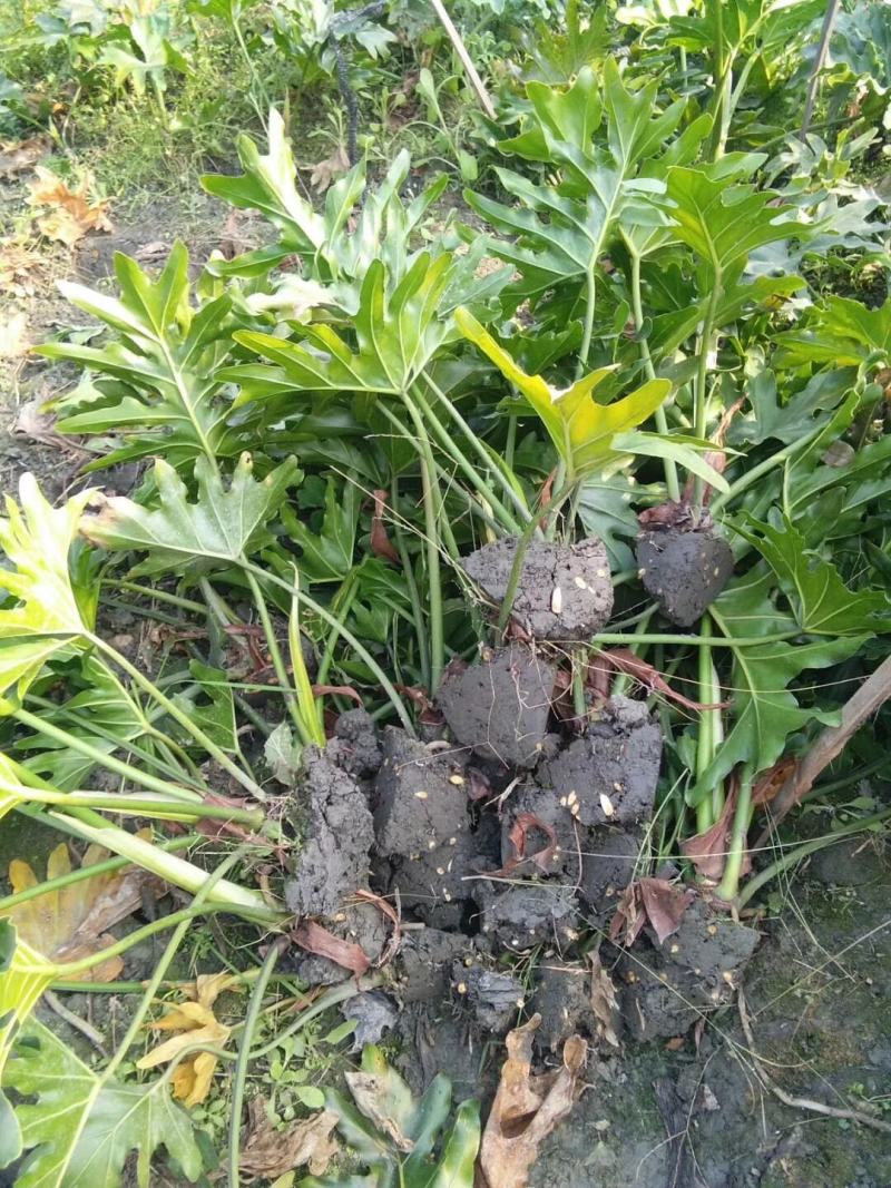 本基地常年供应各种苗木花卉300春羽，质量保证，货源充足