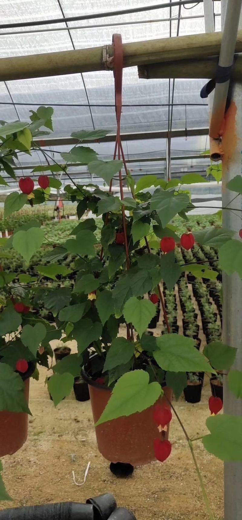 四川成都温江基地苗圃灯笼花，质量保证，欢迎选购