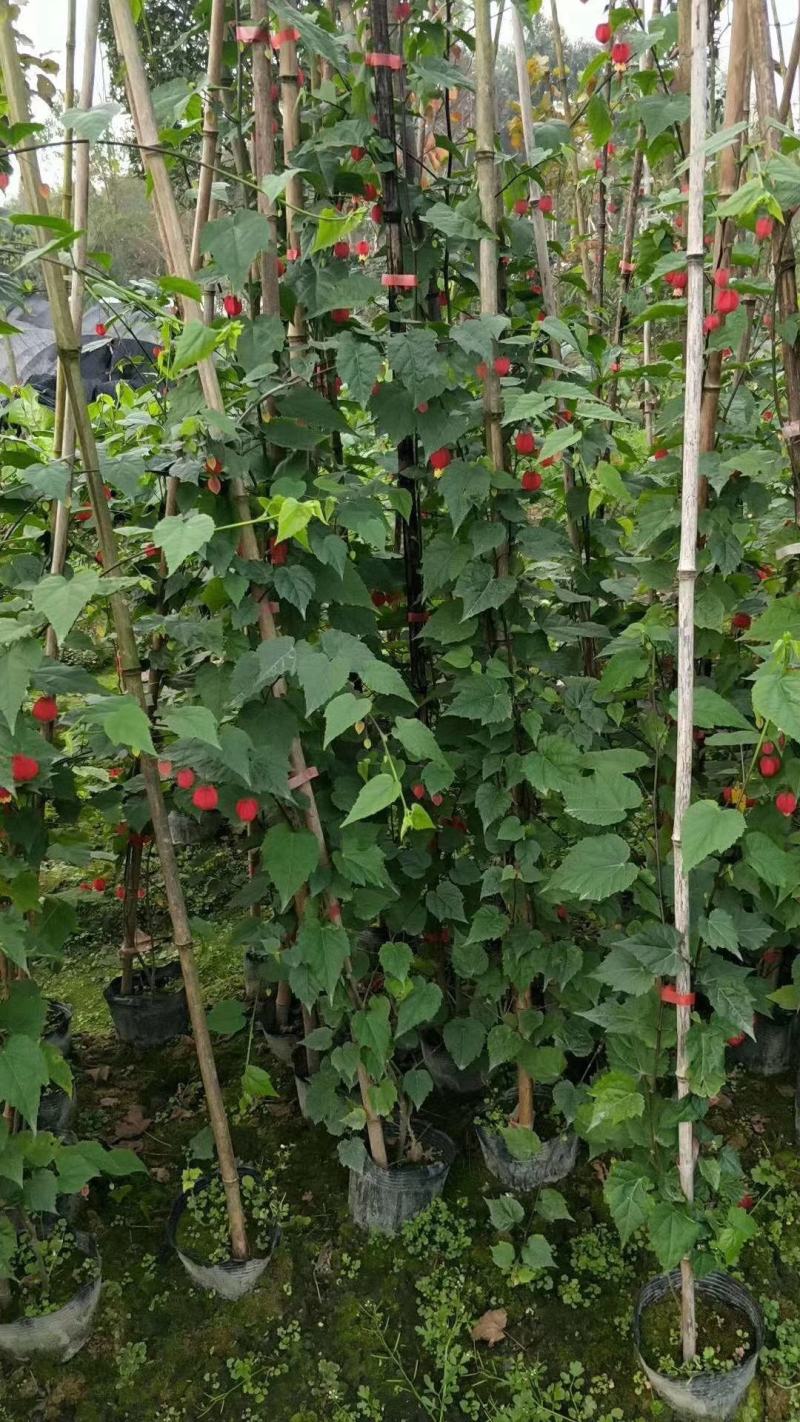四川成都温江基地苗圃灯笼花，质量保证，欢迎选购
