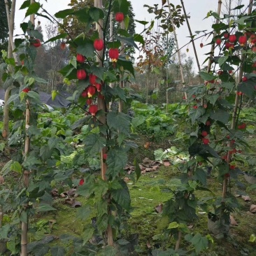 四川成都温江基地苗圃灯笼花，质量保证，欢迎选购