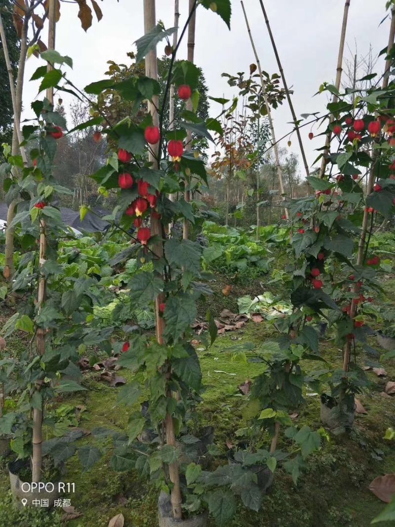 四川成都温江基地苗圃灯笼花，质量保证，欢迎选购