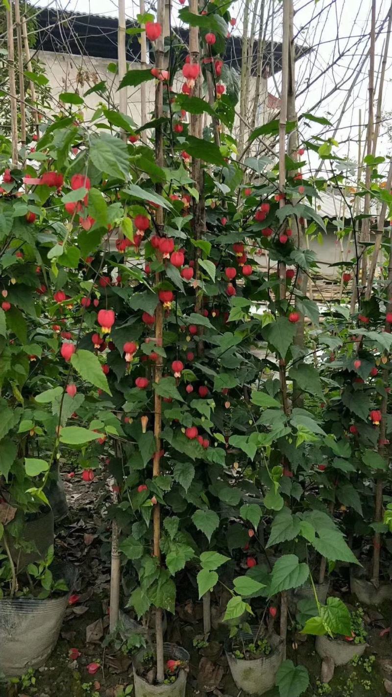 四川成都温江基地苗圃灯笼花，质量保证，欢迎选购
