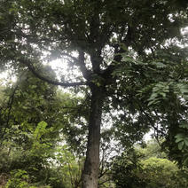 皂荚树5-40公分原生冠