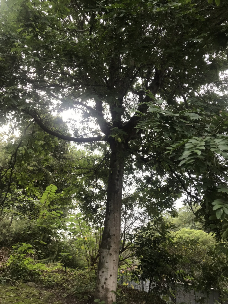 皂荚树5-40公分原生冠