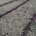 吊兰，质量保证，货源充足
