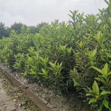 苗圃直供各规格精品法国冬青，规格齐全。量大从优