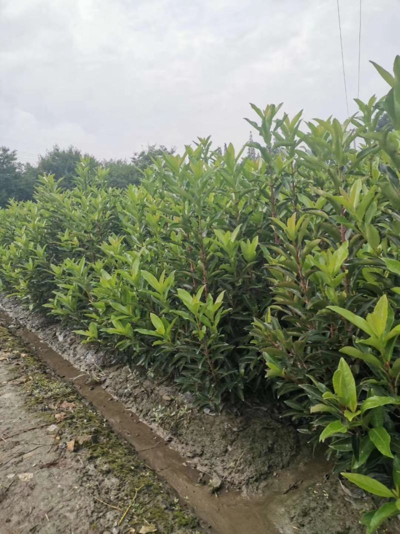 苗圃直供各规格精品法国冬青，规格齐全。量大从优