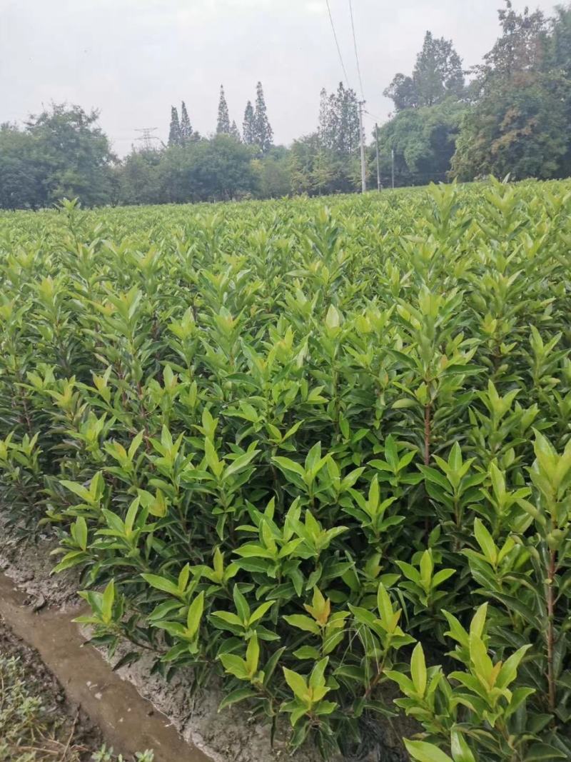 苗圃直供各规格精品法国冬青，规格齐全。量大从优
