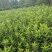 苗圃直供各规格精品法国冬青，规格齐全。量大从优