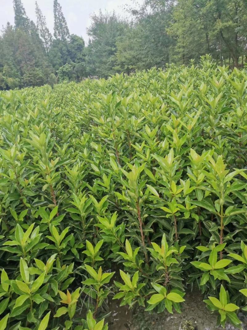 苗圃直供各规格精品法国冬青，规格齐全。量大从优