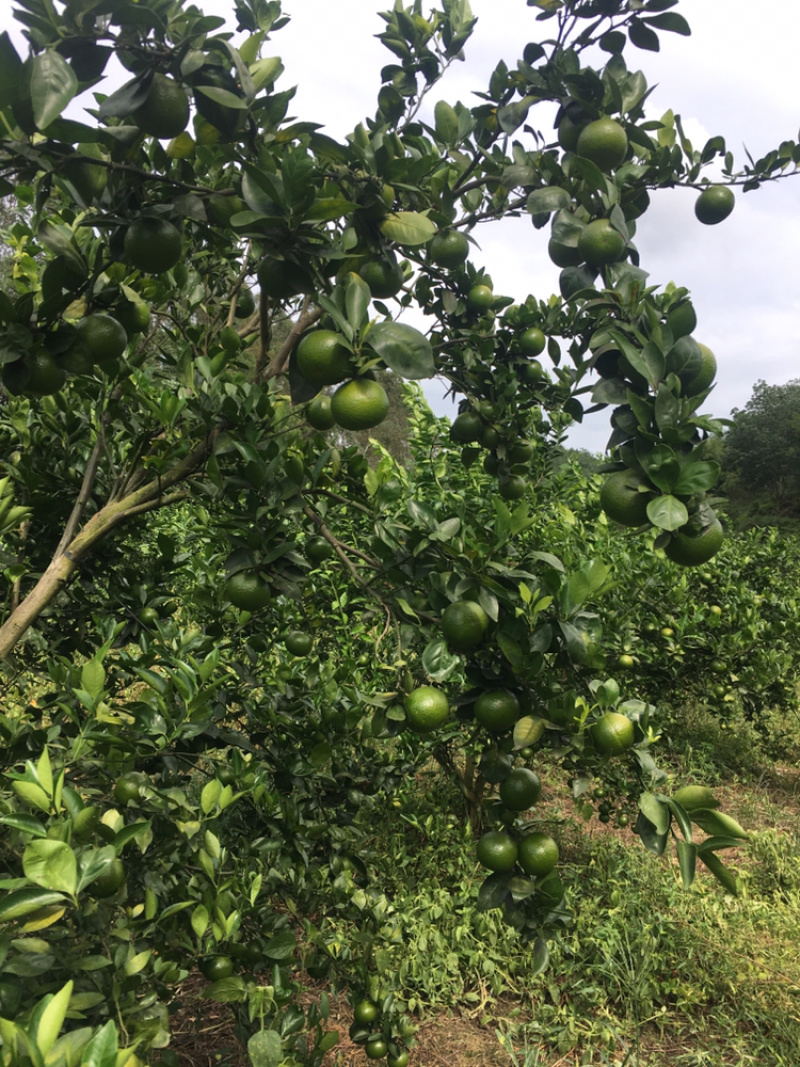 广东茂名皇帝柑，黄金果，廉江红橙代办