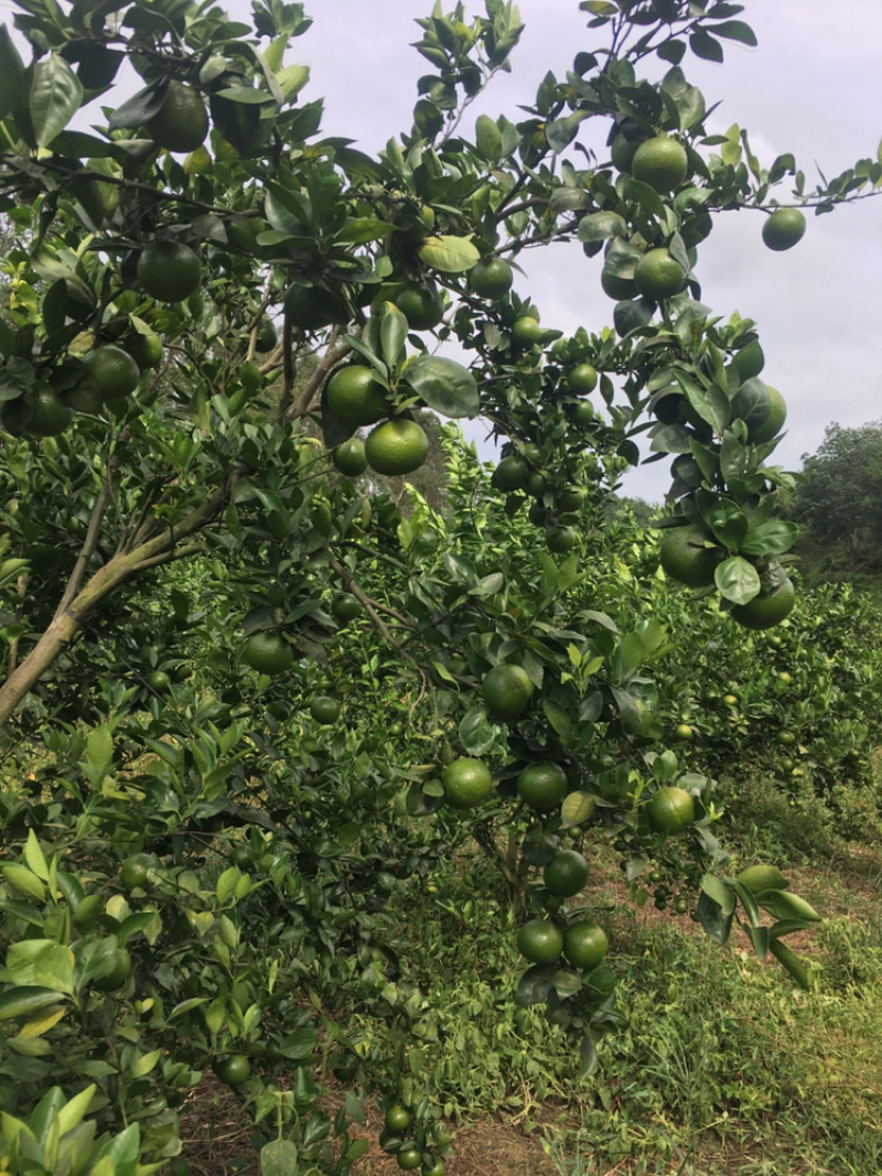 广东茂名皇帝柑，黄金果，廉江红橙代办