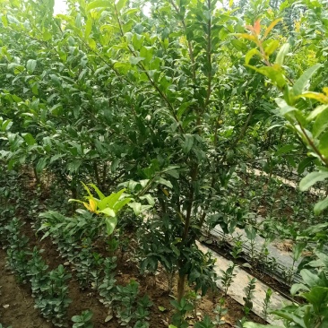石榴树上绿化建苗圃都可,现起现挖,带土球