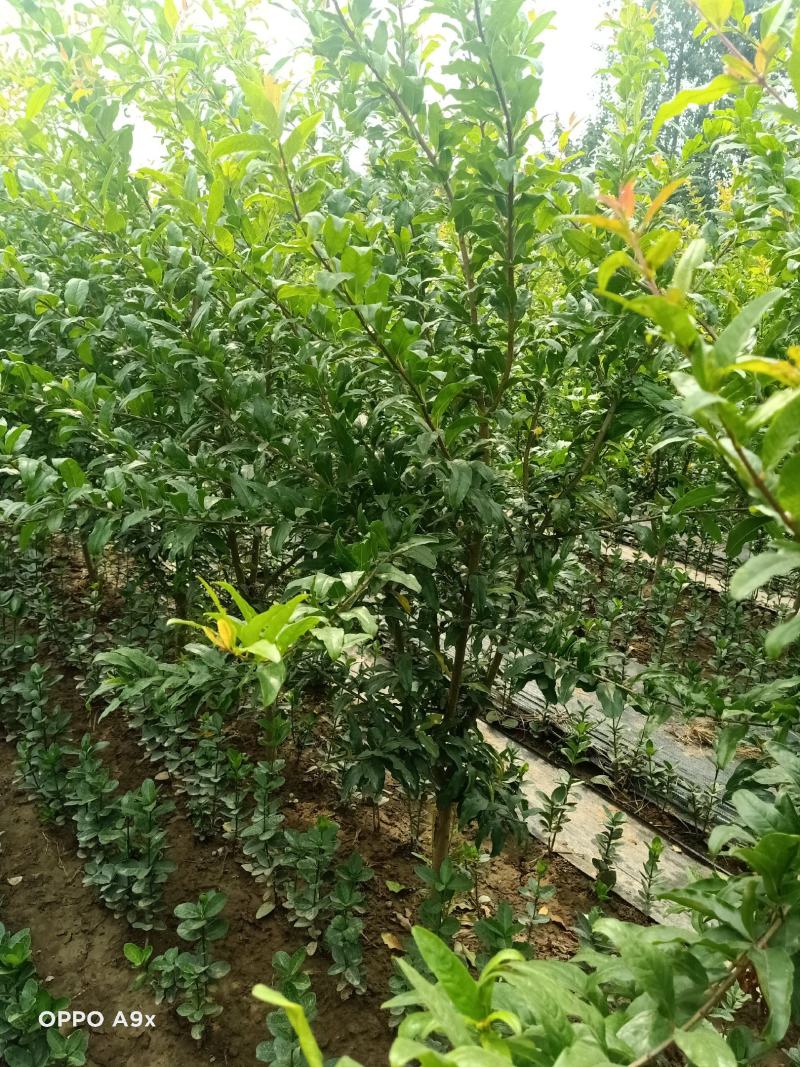 石榴树上绿化建苗圃都可，现起现挖，带土球