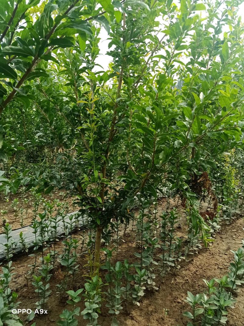 石榴树上绿化建苗圃都可，现起现挖，带土球
