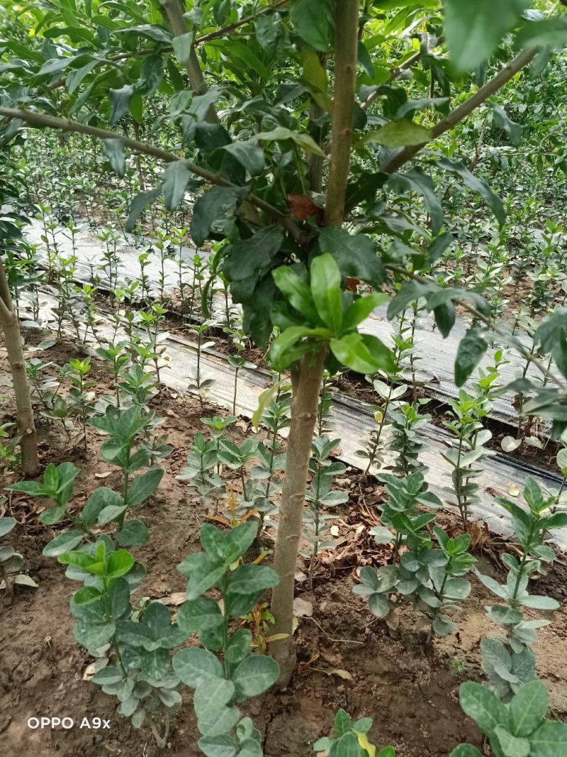 石榴树上绿化建苗圃都可，现起现挖，带土球