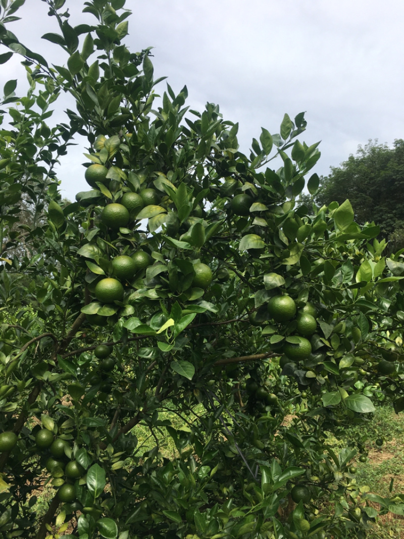 广东茂名皇帝柑，黄金果，廉江红橙代办