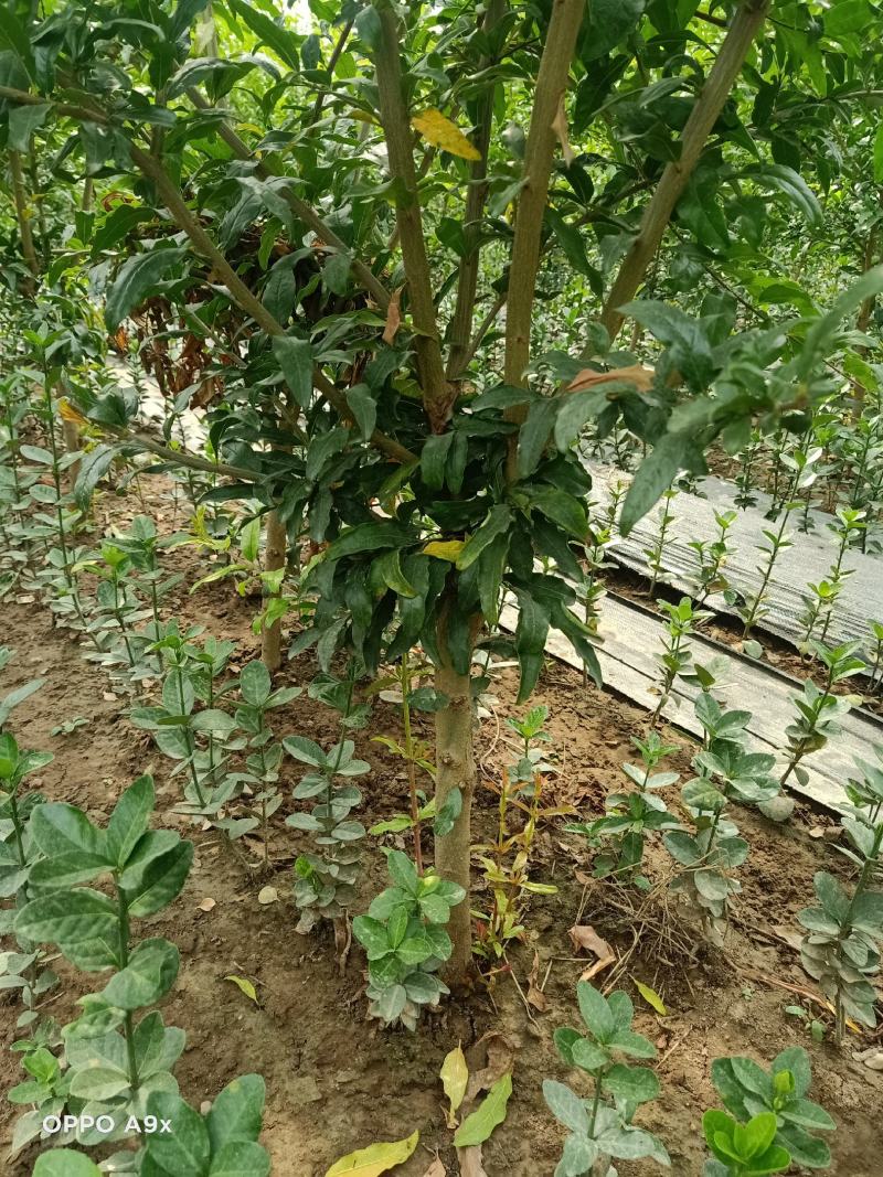 石榴树上绿化建苗圃都可，现起现挖，带土球