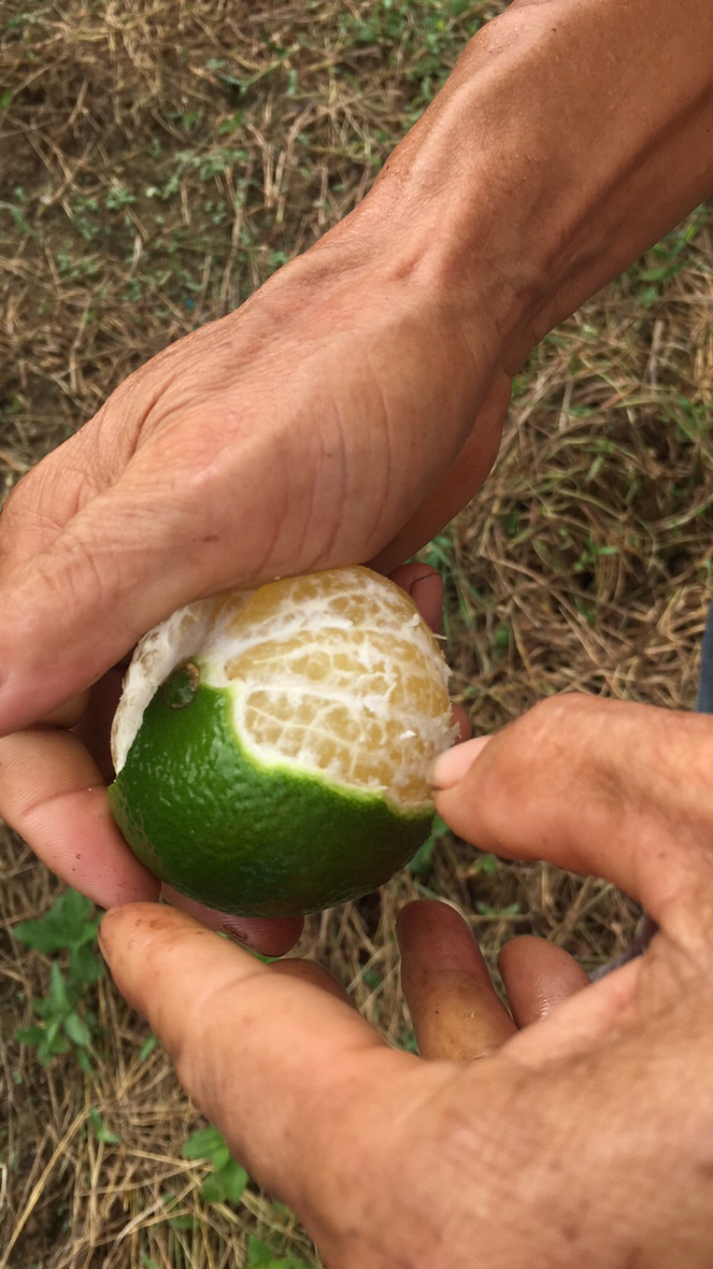 广东茂名皇帝柑，黄金果，廉江红橙代办