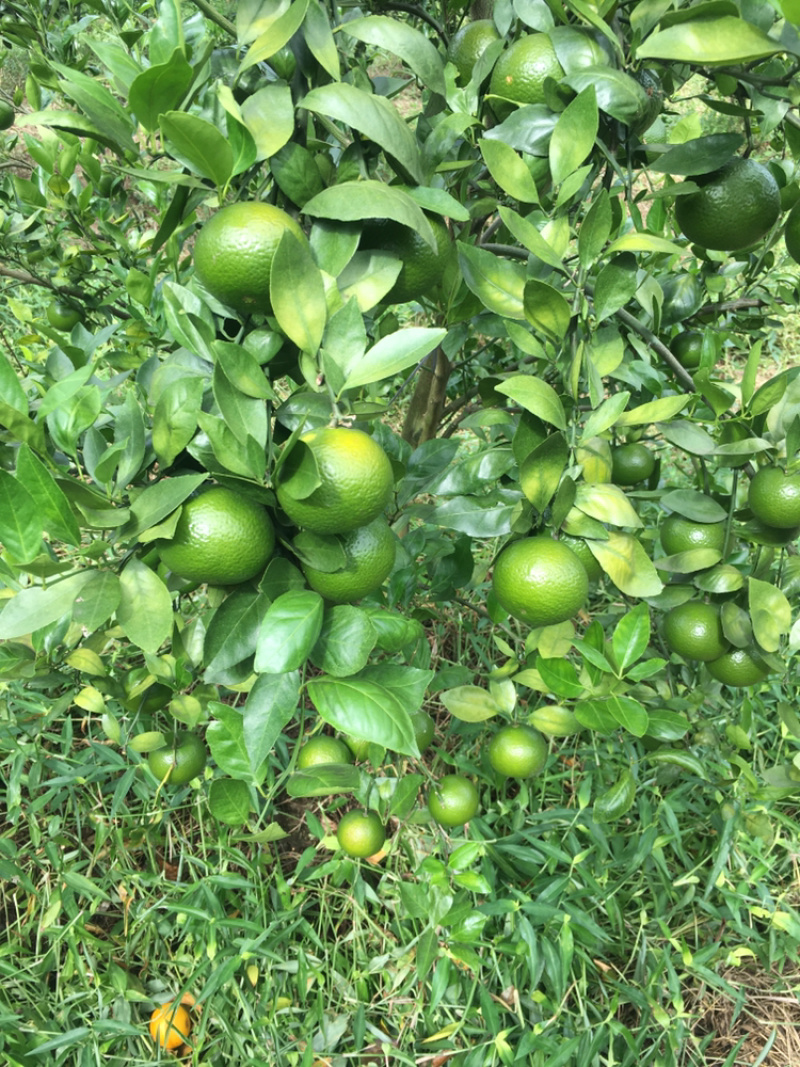 广东茂名皇帝柑，黄金果，廉江红橙代办