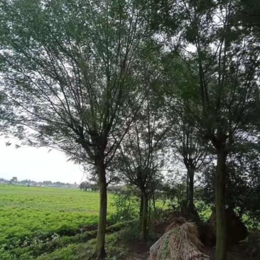精品合欢，量大从优，价格美丽，欢迎来电咨询