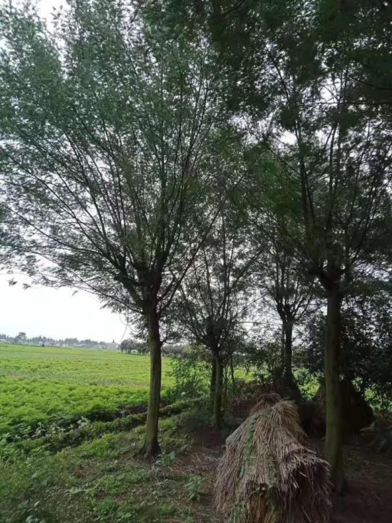 精品合欢，量大从优，价格美丽，欢迎来电咨询