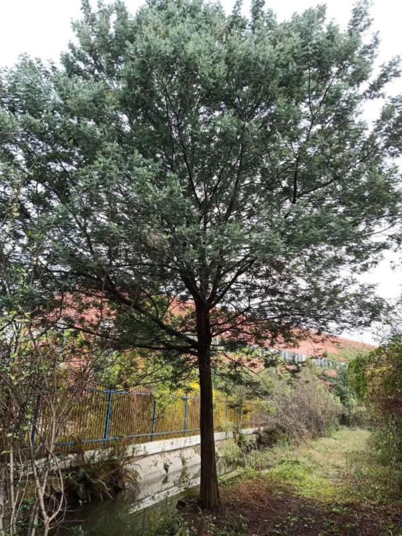精品合欢，量大从优，价格美丽，欢迎来电咨询