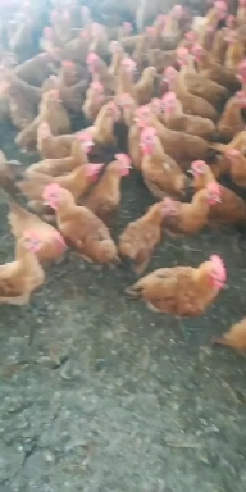 青年鸡大小全都有保证质量没有呼吸道可送货上门