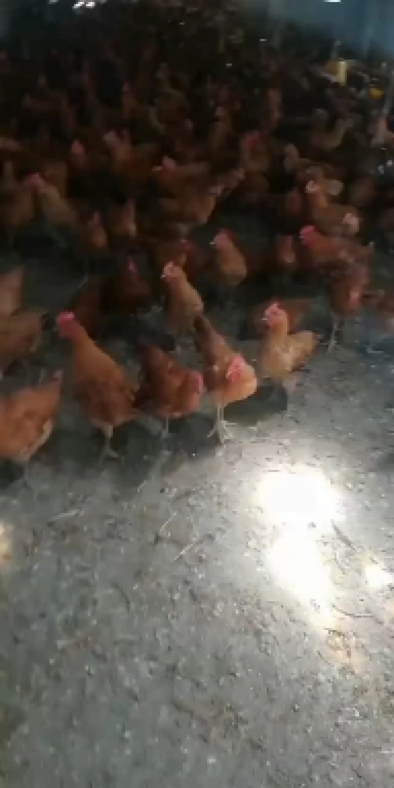 青年鸡大小全都有保证质量没有呼吸道可送货上门