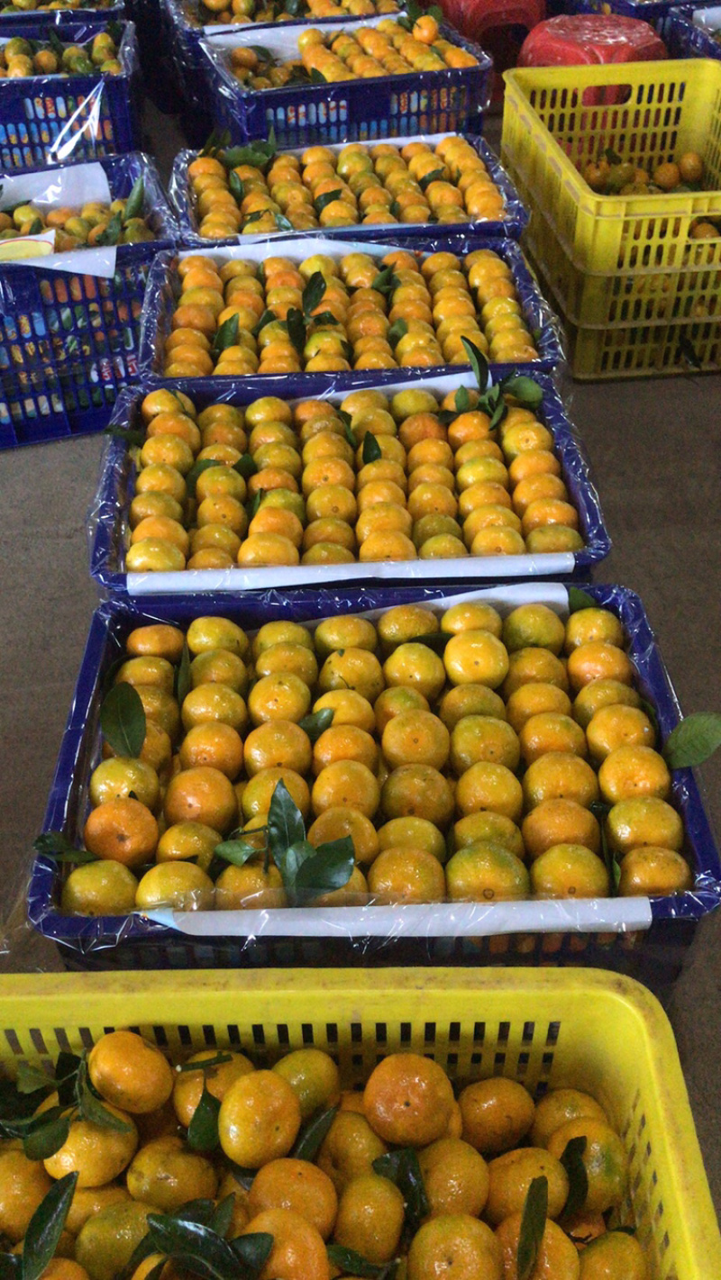 湖南精品蜜橘柑桔柑橘新鲜大量上市一手货源可视频看货