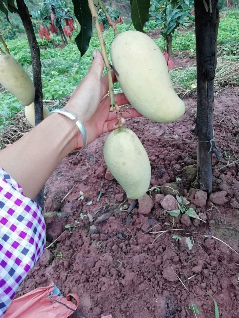 云南普洱晚熟芒果