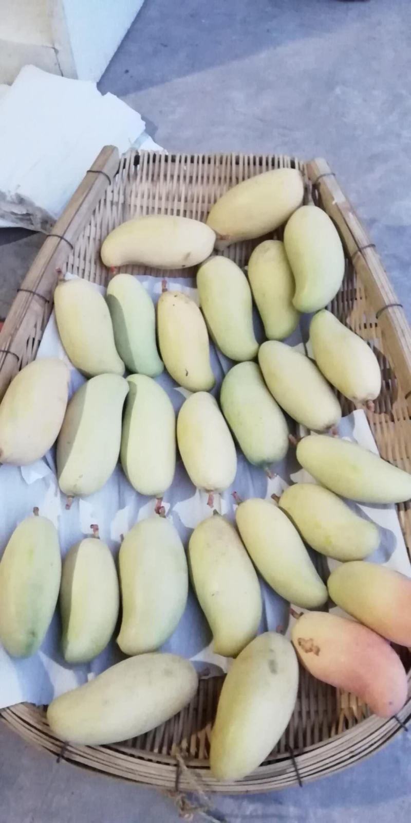 云南普洱晚熟芒果