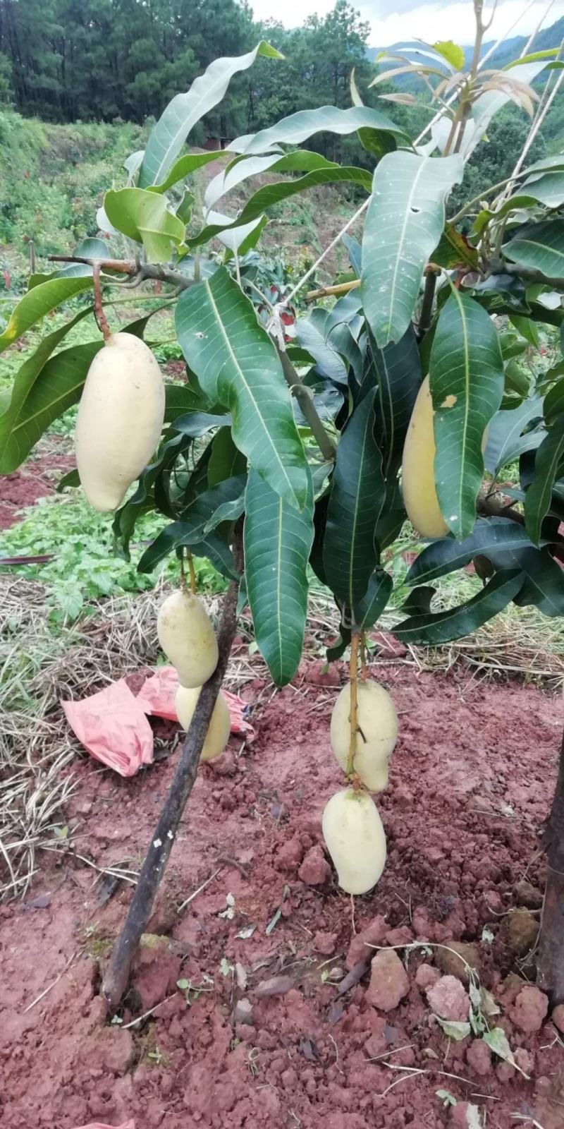 云南普洱晚熟芒果