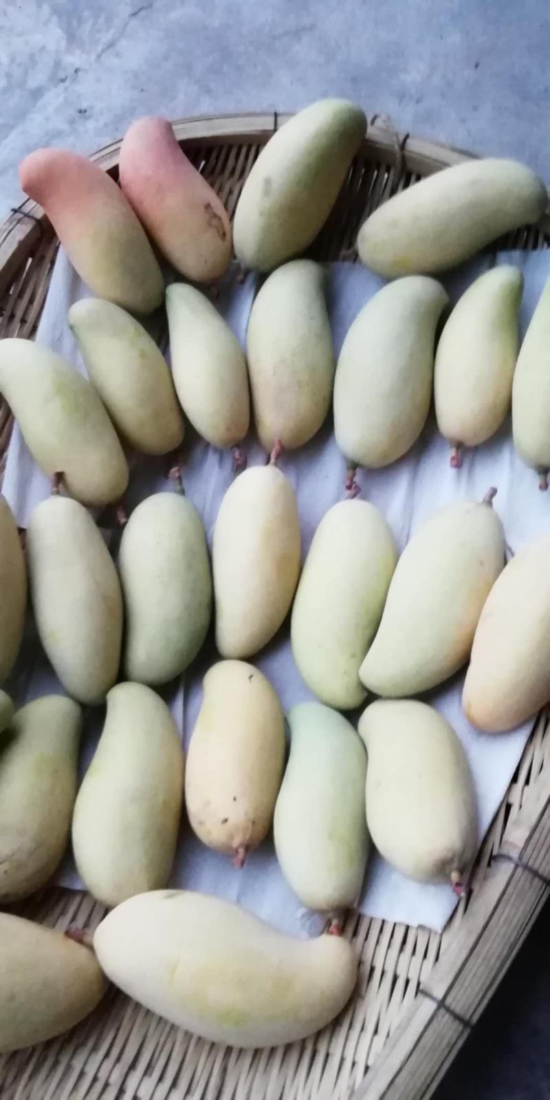 云南普洱晚熟芒果