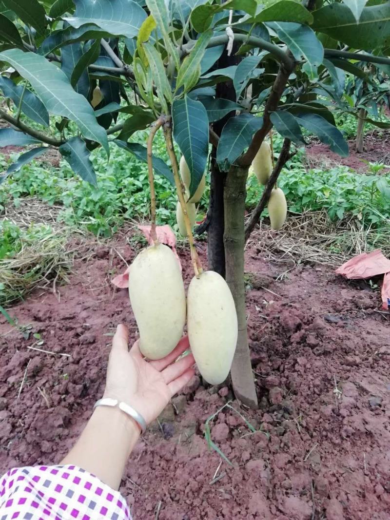 云南普洱晚熟芒果