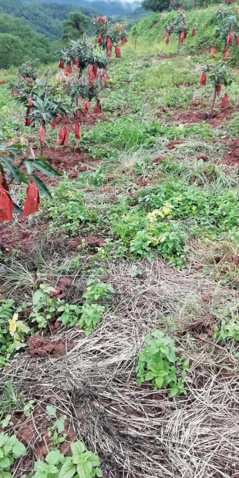云南普洱晚熟芒果