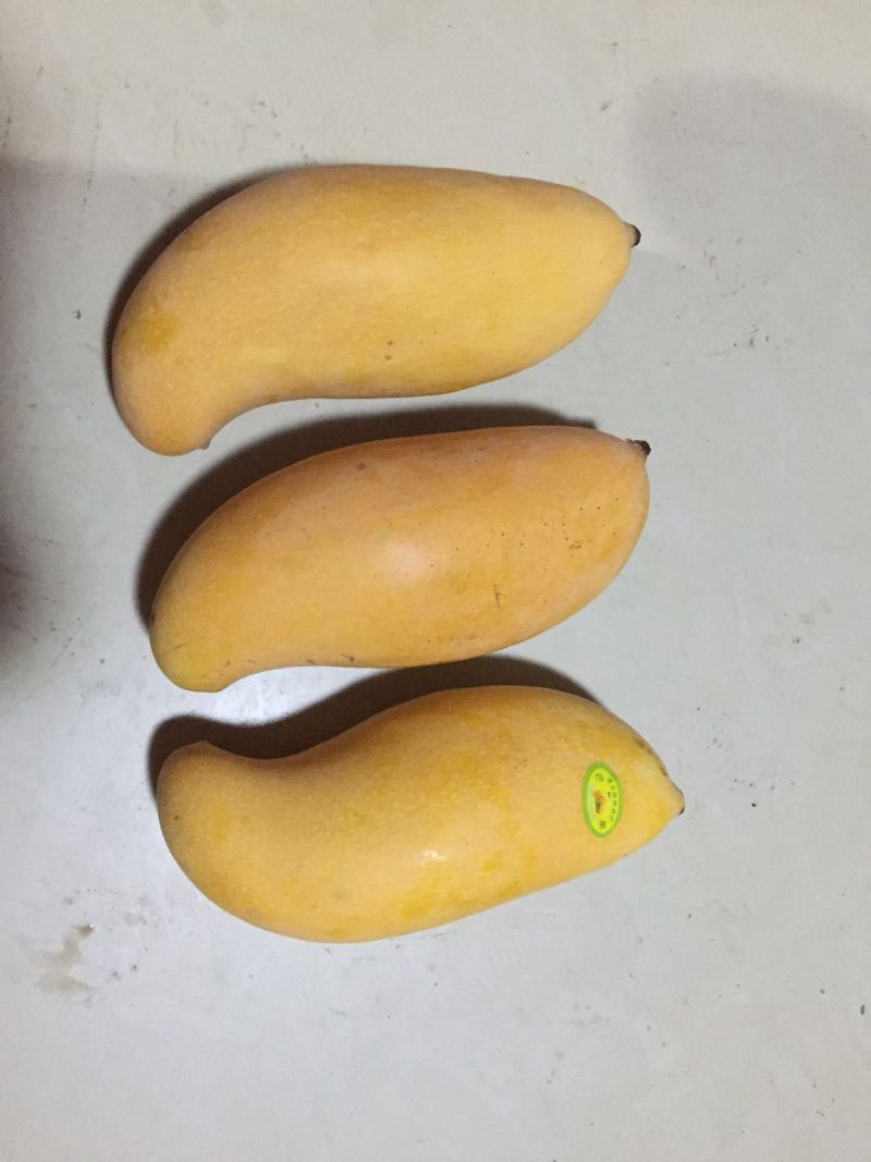 云南普洱晚熟芒果