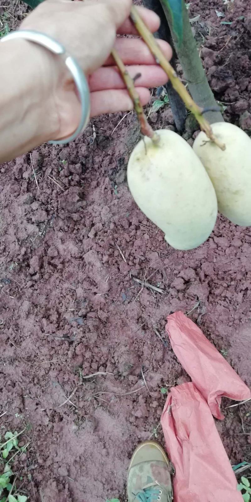云南普洱晚熟芒果