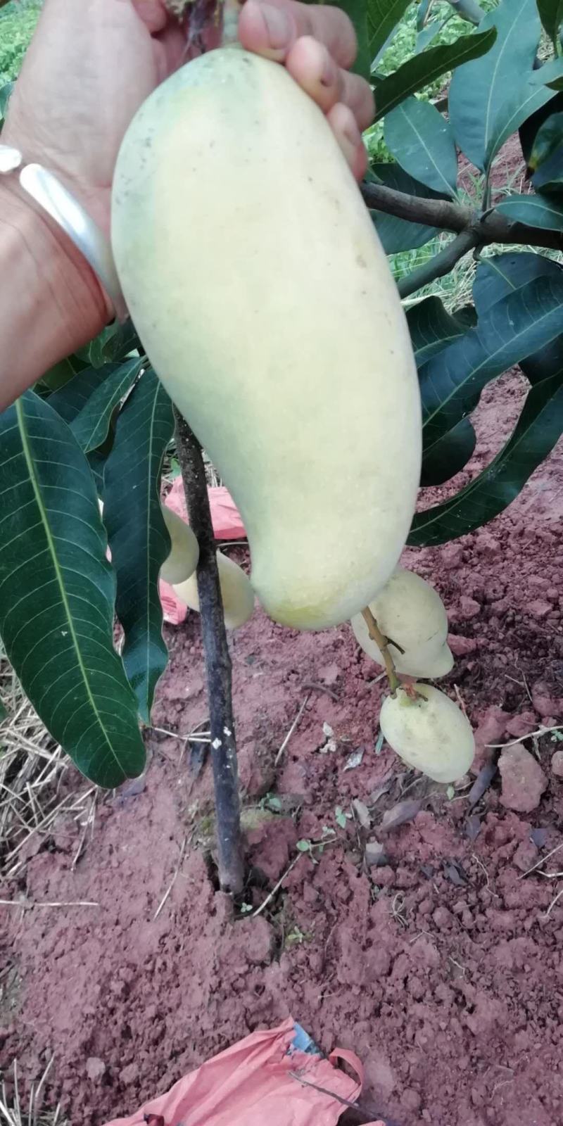 云南普洱晚熟芒果