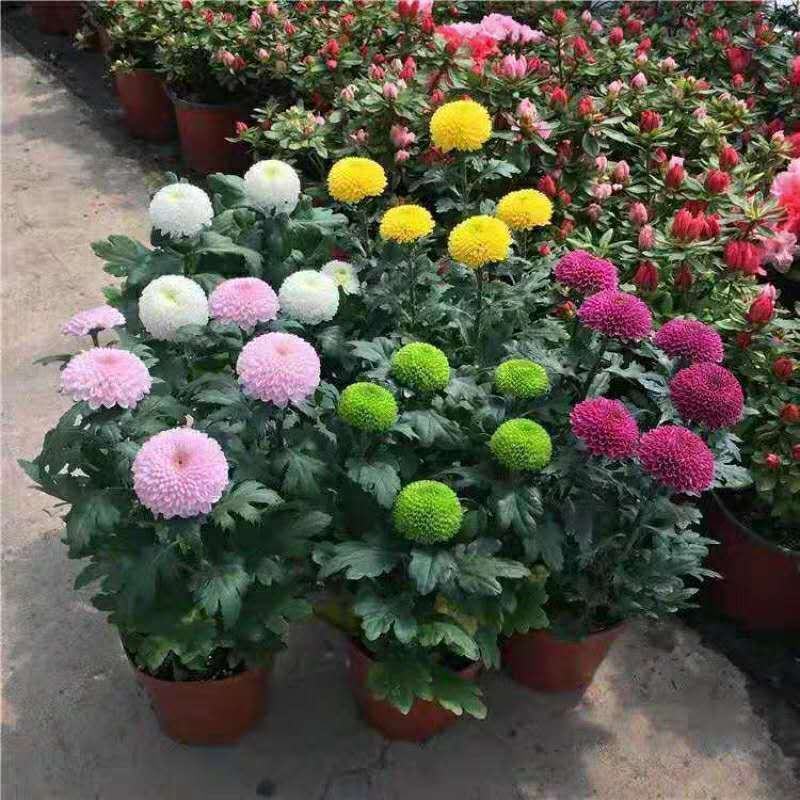 菊花苗四季开花大菊花苗室内外好养大菊花小苗盆地栽耐寒绿植