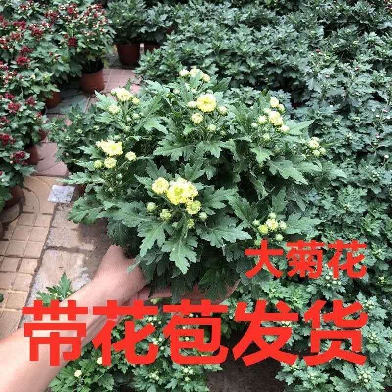菊花苗四季开花大菊花苗室内外好养大菊花小苗盆地栽耐寒绿植