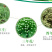 云南文山三七花田七花三年四年花新三七花地摊销售批发